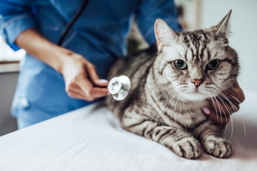 Veteriner Kliniklerinde Uygulanan Ücretlendirme Politikası — Asgari fiyatlar, ilgili yıl içinde "Veteriner Hekimler Odası" tarafından tespit edilir.