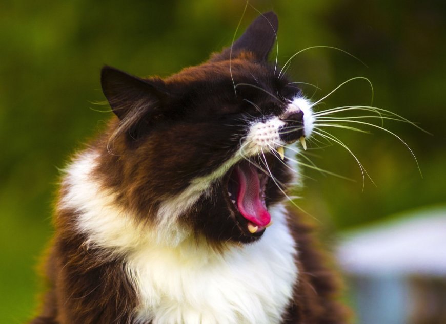 Kedilerde Hapşırma Nedenleri ve Tedavi Yöntemleri — Viral Enfeksiyonlar: Kedi herpes virüsü ve kedi calicivirüsü gibi viral enfeksiyonlar da hapşırığa neden olabilir.