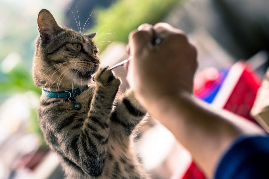 Kedi Alerjisi Belirtileri ve Yönetimi — Kedi Alerjisi Nedir? Alerji, bağışıklık sisteminin zararsız bir maddeyi tehlikeli bir tehdit olarak algılaması sonucu ortaya çıkar.