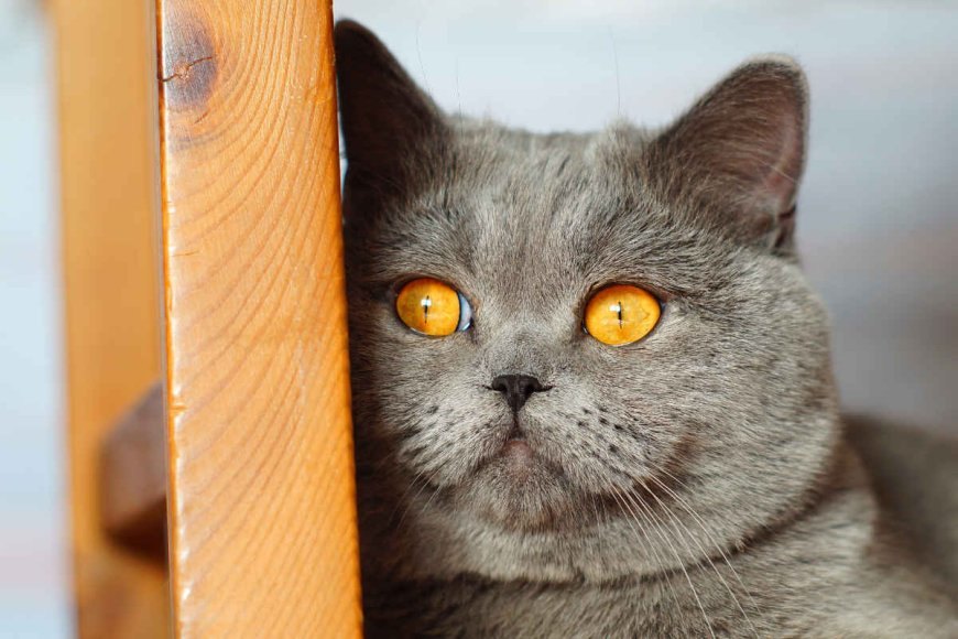 British Shorthair Kedisinin Özellikleri ve Bakımı — Not: Her kedinin bireysel özellikleri ve görünümü farklı olabilir. (4)