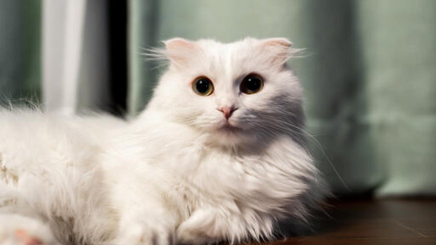 NAPOLYON KEDİSİ, SEVİMLİLİĞİ VE KARAKTERİYLE BÜYÜLEYEN BİR CİNS — Napolyon Kedisi bakımı nispeten kolaydır. Kısa tüyleri sayesinde günlük tarama işlemi ile tüy dökümü kontrol altına alınabilir.