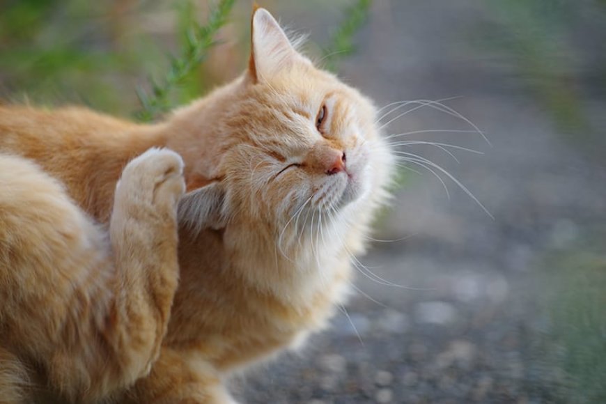 Kedi Alerjisi Belirtileri Nedenleri ve Tedavisi — Kedi alerjisi, pek çok insanın karşılaştığı bir sağlık sorunudur.