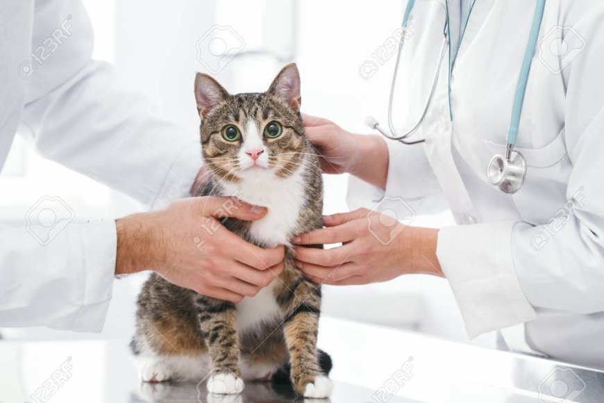 Veteriner Kliniklerinde Uygulanan Ücretlendirme Politikası — Evcil hayvanlarımız çeşitli nedenlerle tedavi edilmek zorunda kalabilirler. (2)