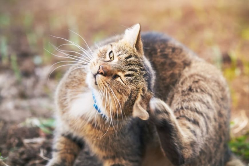 Kedi Alerjisi Belirtileri Nedenleri ve Tedavisi — Kedi Alerjisi Tedavisi Kedi alerjisinin kesin bir tedavisi olmasa da semptomları hafifletmek için birkaç yöntem bulunmaktadır. (2)