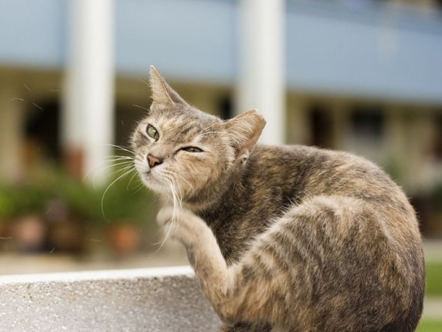Kedi Alerjisi Belirtileri Nedenleri ve Tedavisi — Sonuç olarak, kedi alerjisi belirtileri kişiden kişiye farklılık gösterebilir ve bazı insanlar için daha rahatsız edici olabilir. (3)