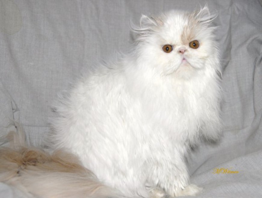 NAPOLYON KEDİSİ, SEVİMLİLİĞİ VE KARAKTERİYLE BÜYÜLEYEN BİR CİNS — Sonuç olarak, Napolyon kedisi, benzersiz cüce boyu, nazik kişiliği, oyunculuğu ve insan odaklı karakteriyle etkileyici bir cins olarak… (2)