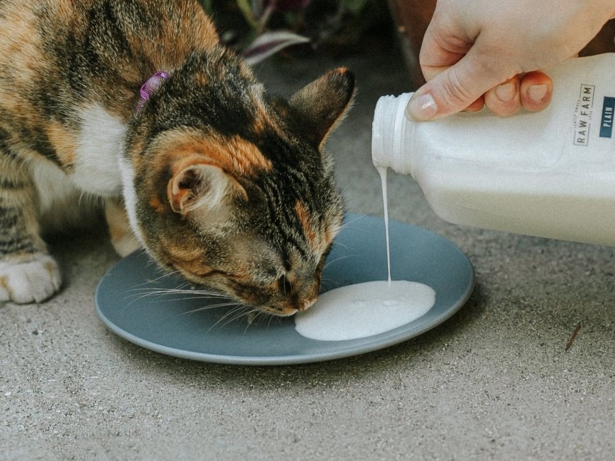 Kediler Kefir Tüketebilir Mi? — Kediler İçin Kefirin Önemi Kediler için kefir, kedinizin beslenme çeşitliliğini artırmak için harika bir yol sunar. (2)