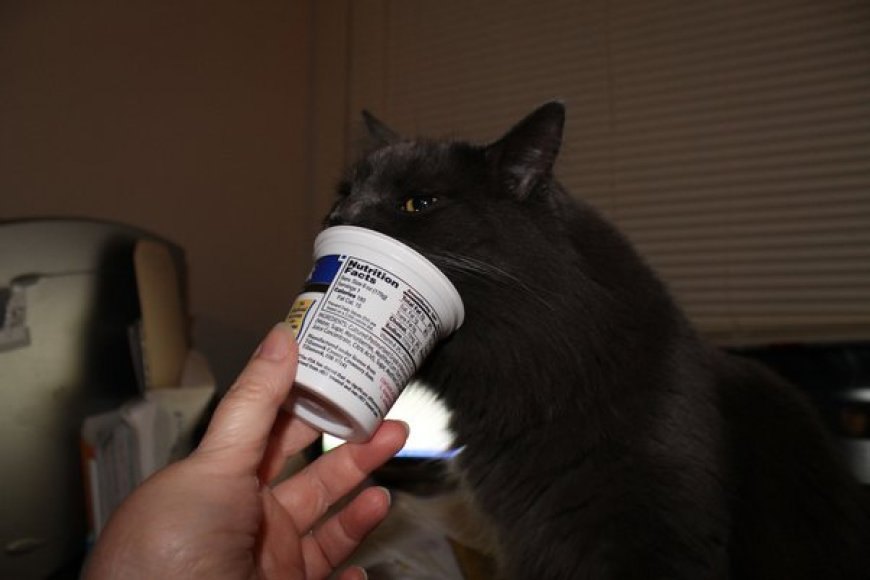 Kediler Kefir Tüketebilir Mi? — Kediler kefir tüketebilir ve kefirin kedilere birçok faydası bulunmaktadır.