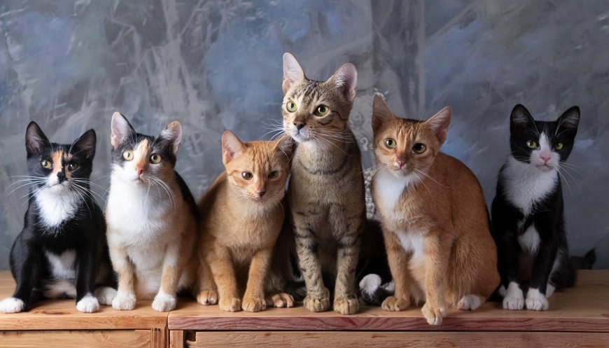 Tüyler Ürperten Dişi Kedi İsim Önerileri ve Açıklamaları — Kedi Gözü: Kedinizin gözlerinin gizemli ve büyüleyici güzelliğini temsil eden, özel bir isim. (12)