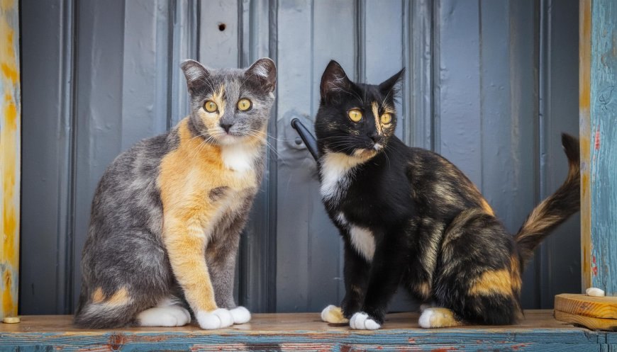Tüyler Ürperten Dişi Kedi İsim Önerileri ve Açıklamaları — Lilith: İbranice mitolojisinde ilk kadın, şeytani ve gizemli bir isim. (10)