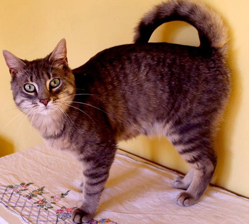 AMERICAN RINGTAIL KEDİSİ, EŞSİZ KUYRUĞU İLE DİKKAT ÇEKEN YENİ BİR KEDİ IRKI — American Ringtail kedisi, çocuklarla ve diğer evcil hayvanlarla oldukça iyi geçinir. (2)