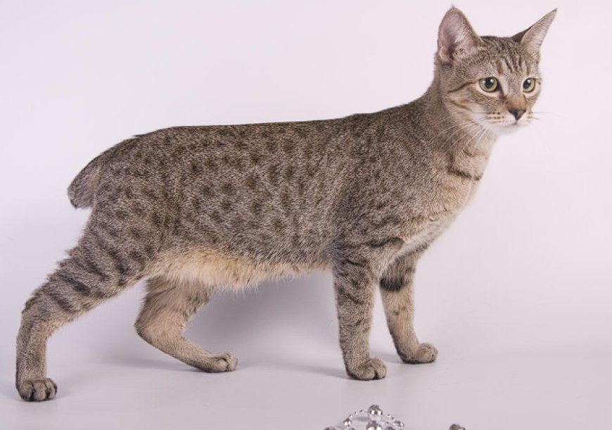 AMERICAN BOBTAIL KEDİSİ, SEVİMLİ VE YARI YABAN DOĞASIYLA DİKKAT ÇEKEN BİR KEDİ IRKI — American Bobtail kedisi, çocuklarla ve diğer evcil hayvanlarla oldukça iyi geçinir. (2)
