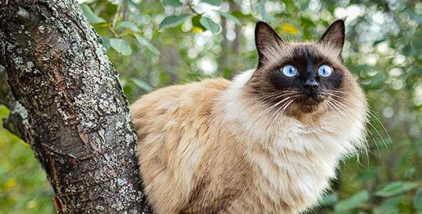 BALINESE (BALİNEZ) KEDİSİ ZARİF, ZEKİ VE SEVGİ DOLU BİR KEDİ IRKI — Balinese kedisi, aileler için mükemmel bir evcil hayvandır. Çocuklarla ve diğer evcil hayvanlarla iyi geçinir. (2)