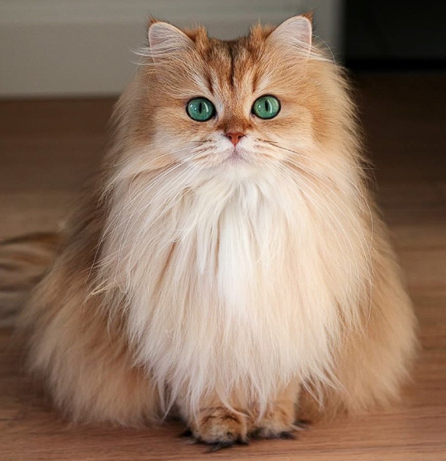 BRITISH LONGHAIR KEDİSİ, ZARİF, SAKİN VE SEVECEN BİR KEDİ IRKI — British Longhair kedisi, çocuklarla ve diğer evcil hayvanlarla iyi geçinen sosyal bir kedi ırkıdır. (2)