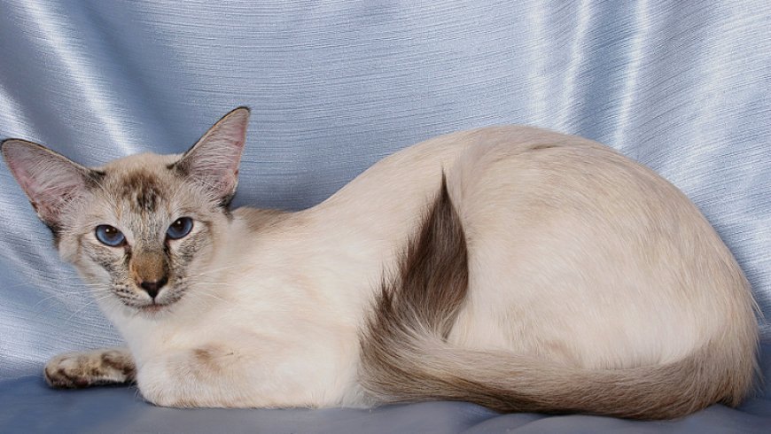 BALINESE (BALİNEZ) KEDİSİ ZARİF, ZEKİ VE SEVGİ DOLU BİR KEDİ IRKI — Fiziksel Özellikleri