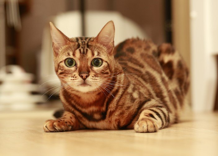ARABIAN MAU, ÇÖLÜN ZEKİ VE DAYANIKLI KEDİSİ — Bu kediler aynı zamanda bağımsız bir yapıya sahiptir. Günün bir kısmını kendi başlarına geçirmeyi severler ve çok fazla ilgi talep… (2)