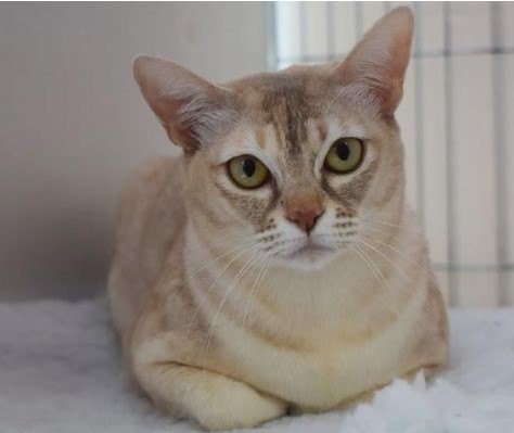 ASYA KEDİSİ (ASIAN CAT) ZEKİ, ZARİF VE SOSYAL BİR KEDİ IRKI — Asya kedilerinin sağlıklı bir yaşamını sürdürebilmesi için dengeli bir beslenme oldukça önemlidir. (2)