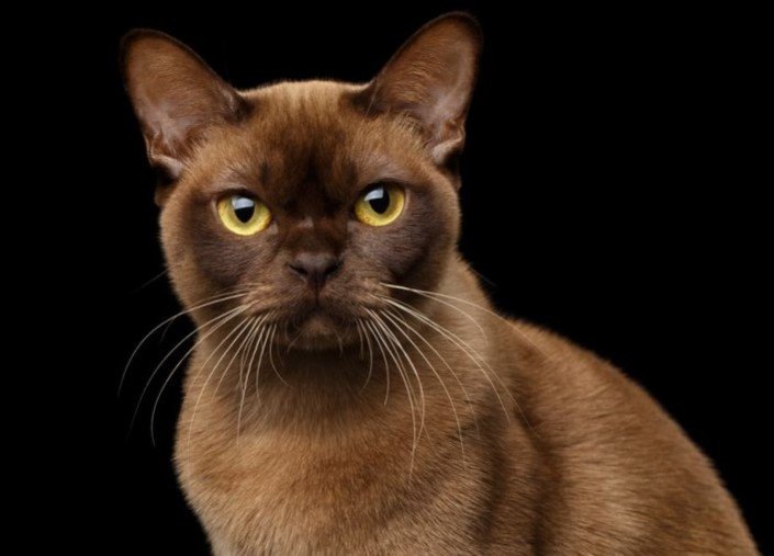 BURMA KEDİSİ, GİZEMLİ VE SEVECEN BİR YOL ARKADAŞI — Beslenme konusunda protein açısından zengin bir diyet önerilir. Kaslı modeller kontrollü ve üretici bir mama tercih edilmelidir. (2)