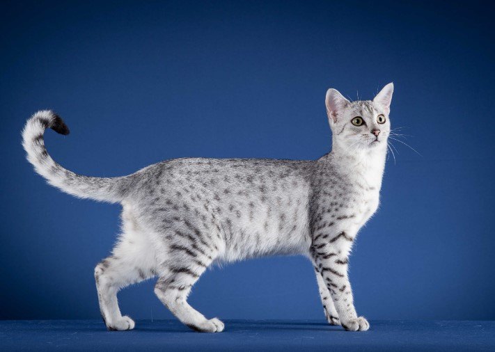 ARABIAN MAU, ÇÖLÜN ZEKİ VE DAYANIKLI KEDİSİ — Arabian Mau kedisinin kürkü genellikle kısa ve sık yapıdadır. Bu kısa tüyler, kedinin çöl sıcağıyla başa çıkmasına yardımcı olur.