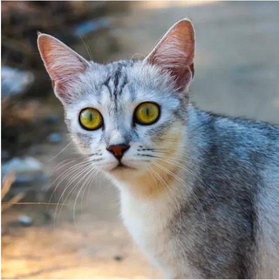 ASYA KEDİSİ (ASIAN CAT) ZEKİ, ZARİF VE SOSYAL BİR KEDİ IRKI — Asya kedisi, orta boylu, kaslı ve zarif bir yapıya sahiptir.