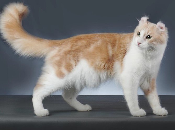 AMERICAN CURL KEDİSİ, KIVRIK KULAKLARIYLA TANINAN ZARİF VE SOSYAL BİR IRK — American Curl kedisi, çocuklarla çok iyi anlaşan bir kedi ırkıdır. (2)