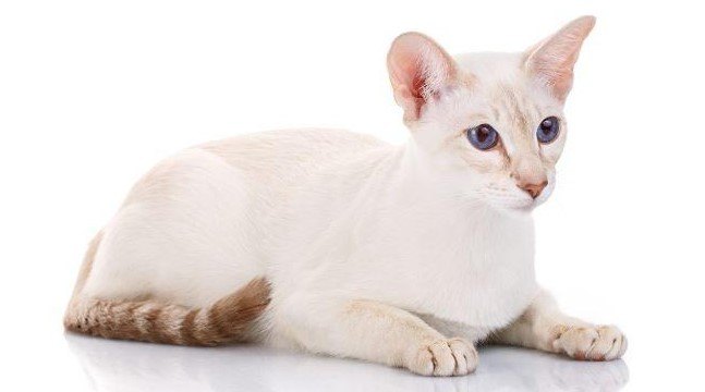 Colorpoint Shorthair Zeki ve Sevecen Bir Arkadaş — Bakım İhtiyaçları (2)
