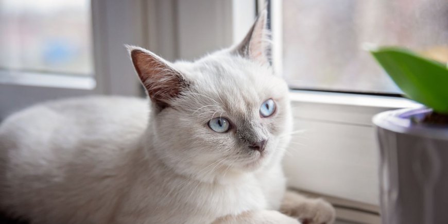 Colorpoint Shorthair Kedisi Özellikleri ve Etkili Bakımı