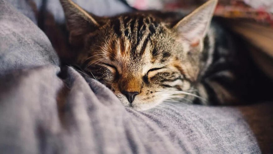 Kediler Neden Uyurken Titrer? Endişe Gerektirir mi?