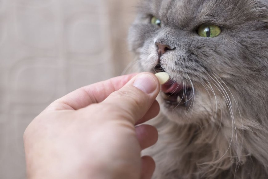 Kedilerde B Vitamini Eksikliği: Önemli Sağlık Sorunları ve Çözümler