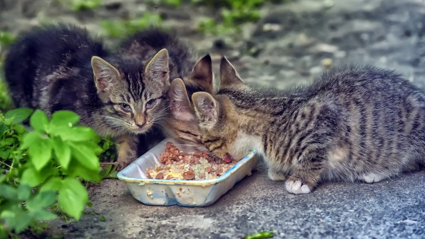 Sokak Kedilerinin Beslenmesi ve Sağlığı