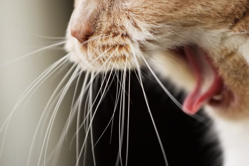 Kedilerde Kusma Nedenleri Türleri Belirtileri ve Tedavi Yöntemleri