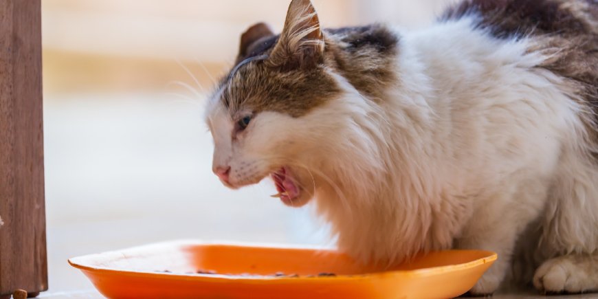 Kedilerin Su Kusması Nedenleri ve Çözümleri