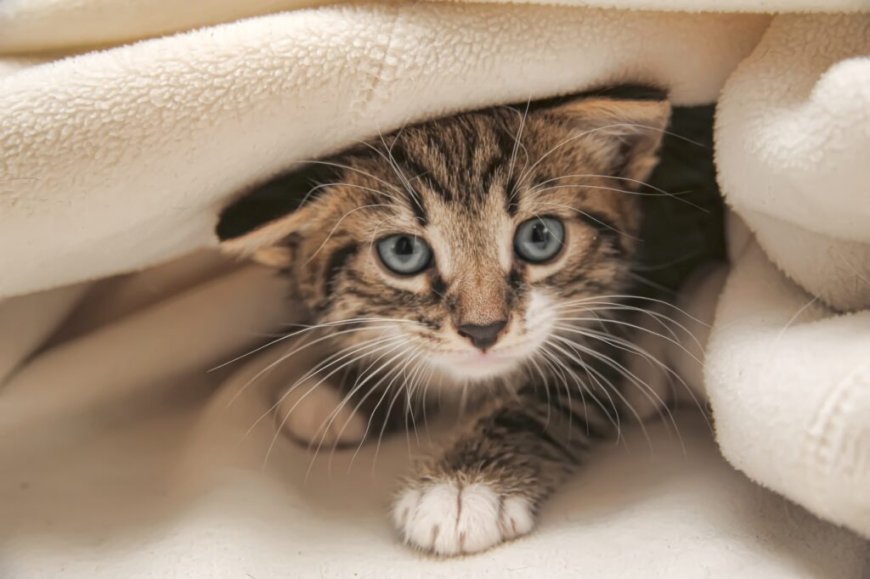 Yavru Kedi Sahiplenirken İhtiyacınız Olan Malzemeler Listesi