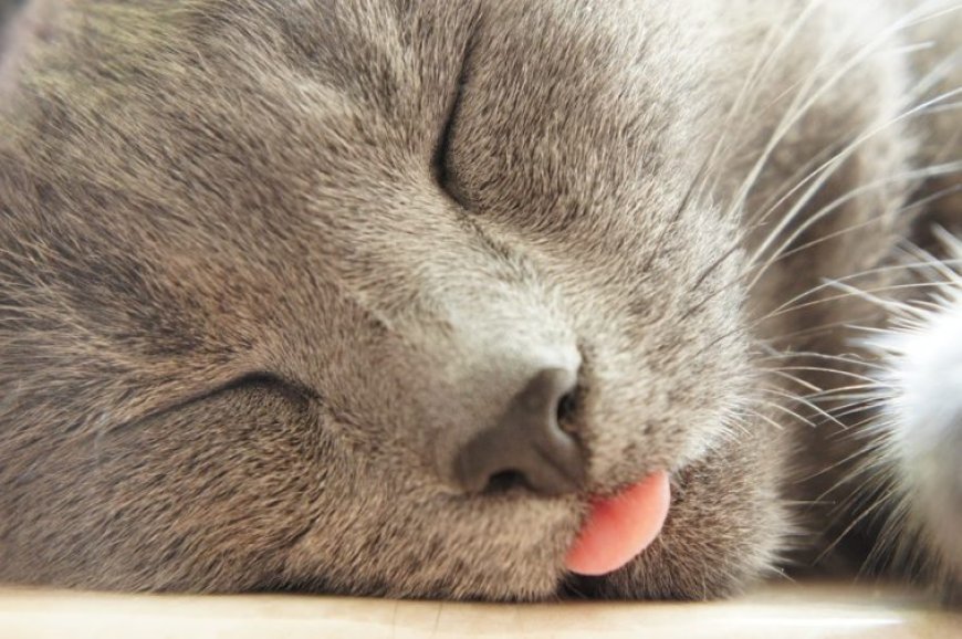 Kedilerin Dili Dışarıda Uyuma Alışkanlıkları ve Nedenleri