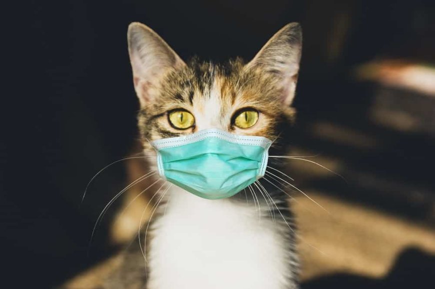 Kedilerde Üst Solunum Yolu Enfeksiyonları ve Önleme Yolları