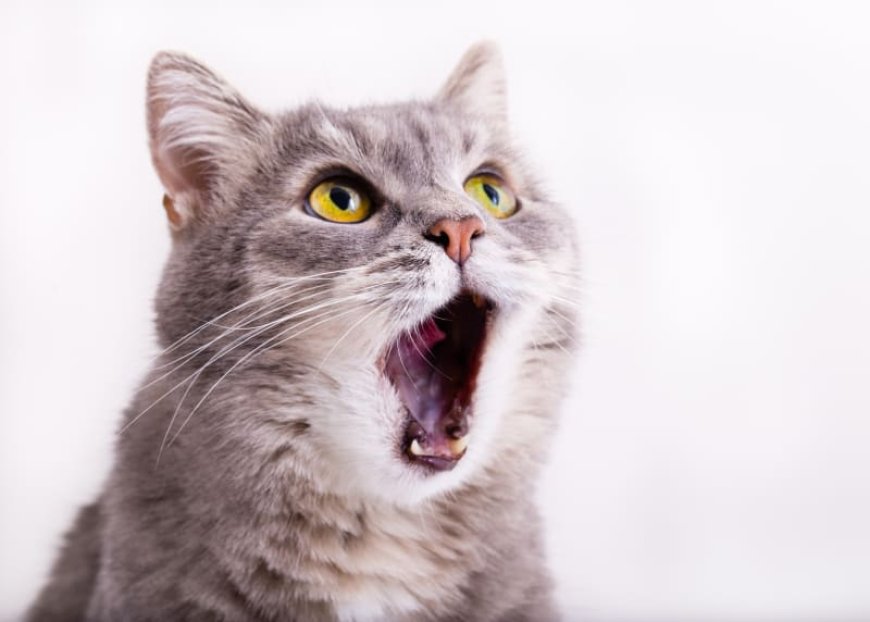 Kedilerde Boğaz Ağrısının Belirtileri Nedenleri ve Tedavi Yöntemleri