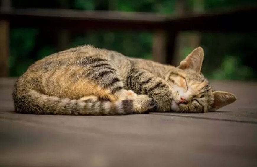 Kedilerin Soğuk Yerde Uyuma Alışkanlıkları ve Nedenleri