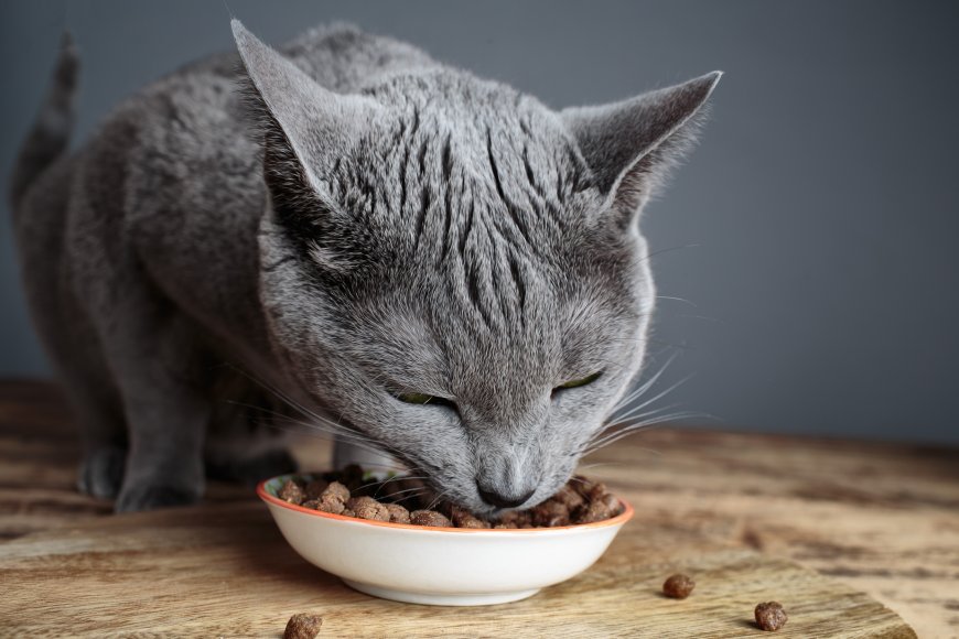 Kedi Mamasının Bozulduğunu Nasıl Anlarsınız?