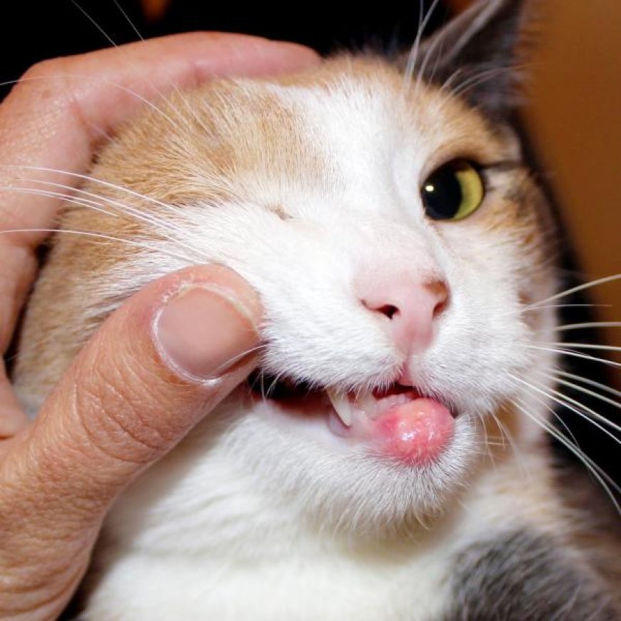 Kedilerde Ağız İltihabı ve Ülserleri: Belirtileri ve Kökenleri