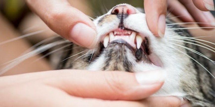 Kedilerde Diş Dökülmesi ve Etkili Diş Bakımı
